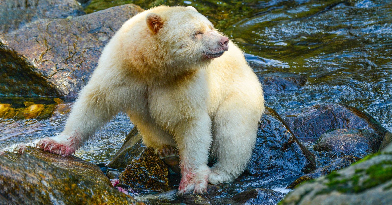  photographer captures spirit black bear rare white 