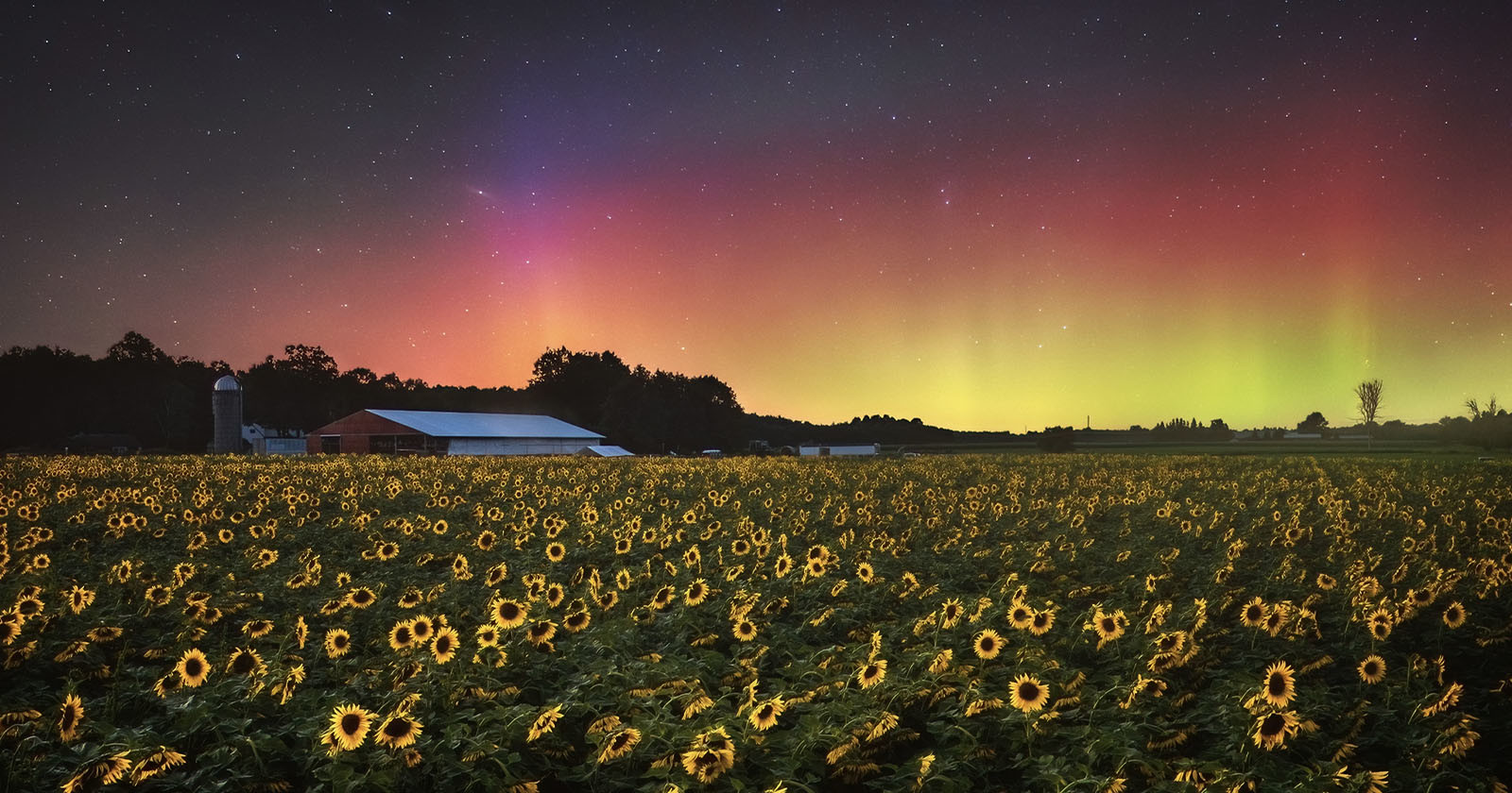 Photo of Sunflowers and Aurora Taken Moments Before Camera Broke