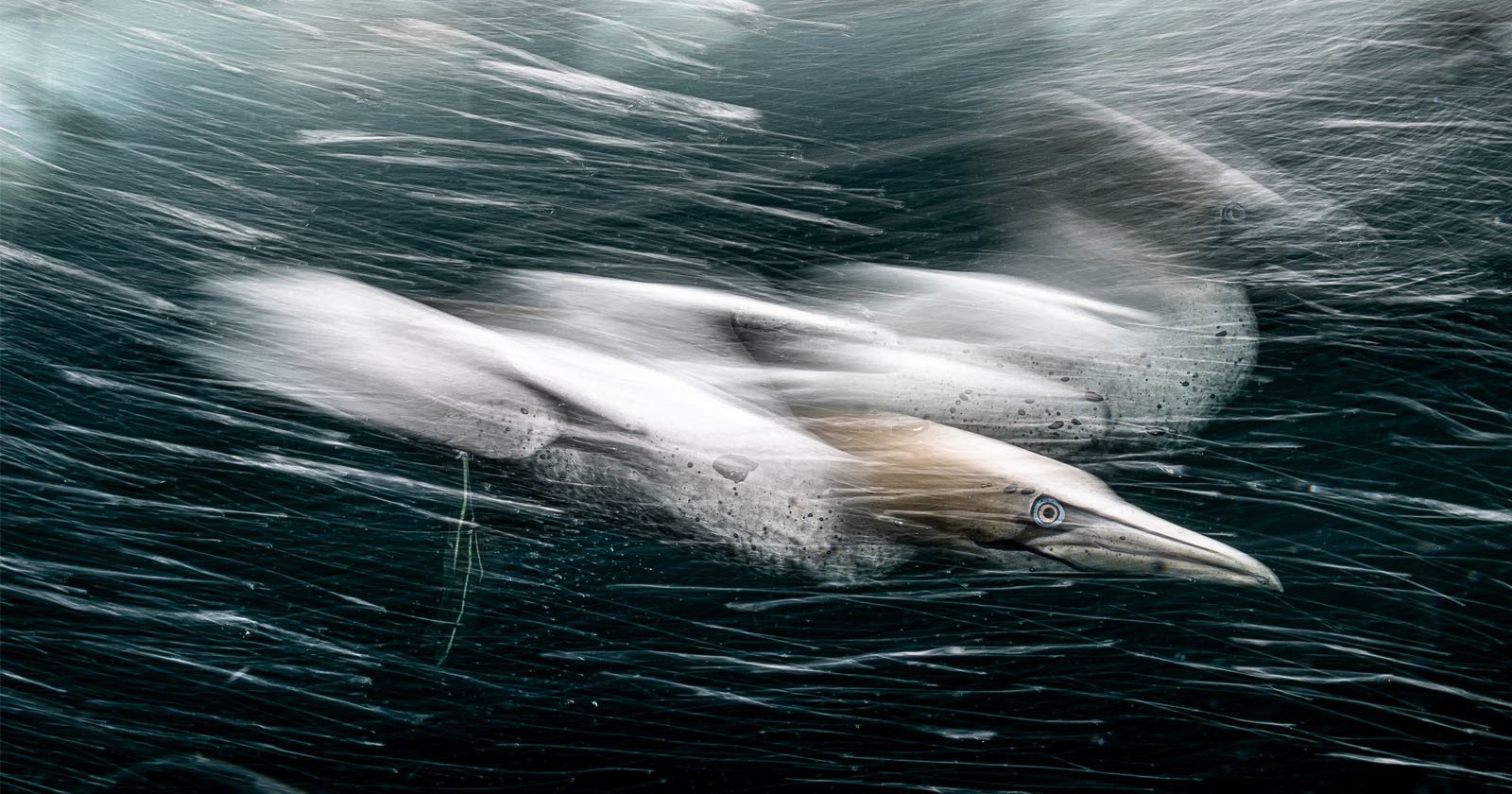  photo diving gannet wins 120 000 world 
