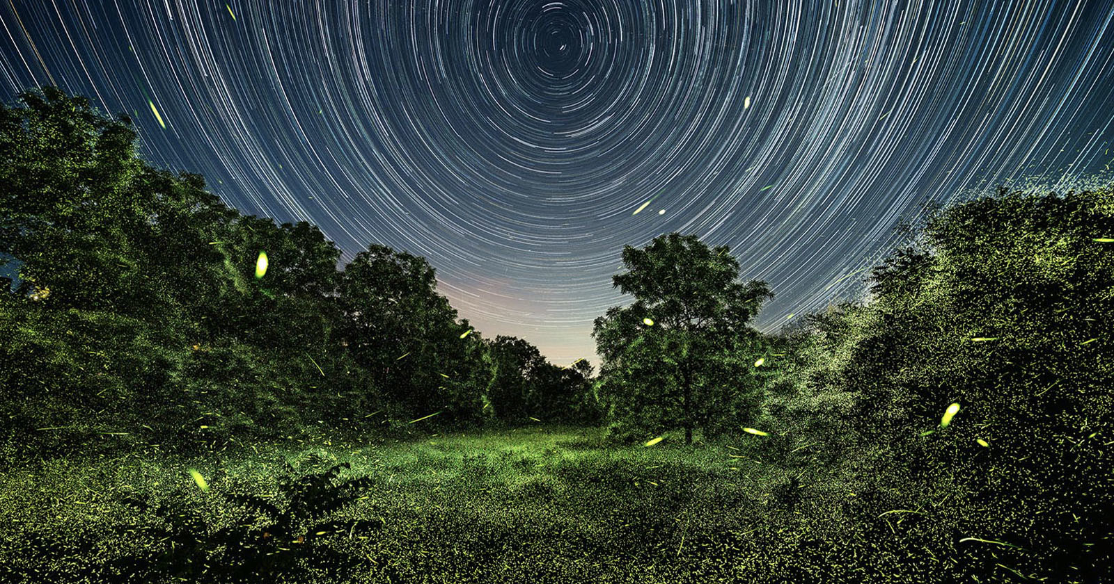  magical photos shed light how fireflies interact 
