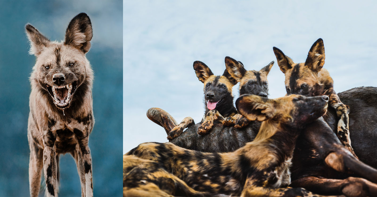  photographing endangered african wild dog namibia 