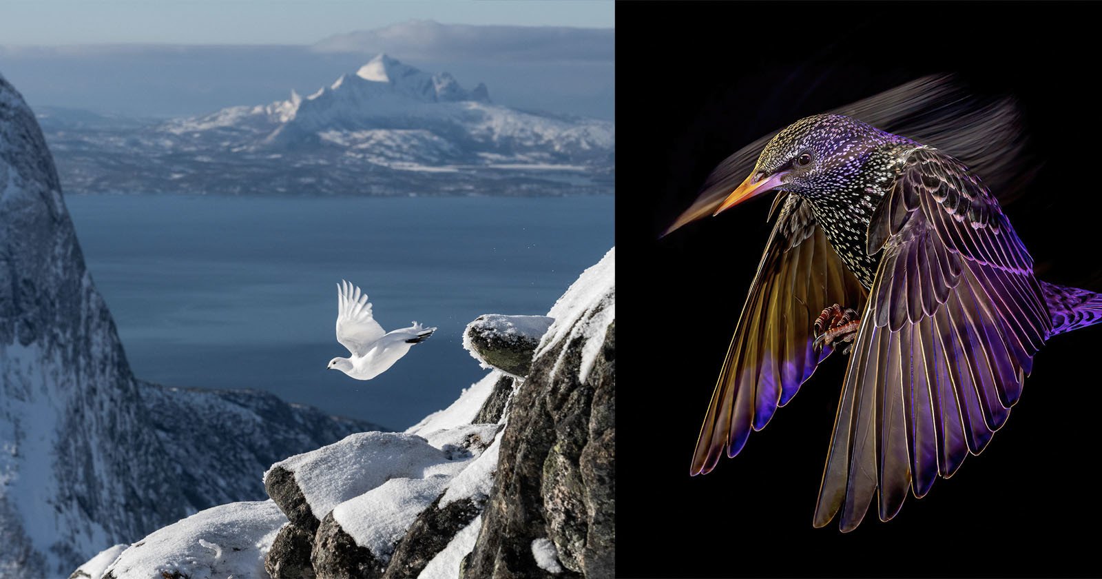 The Winners of the 2022 Bird Photographer of the Year Competition