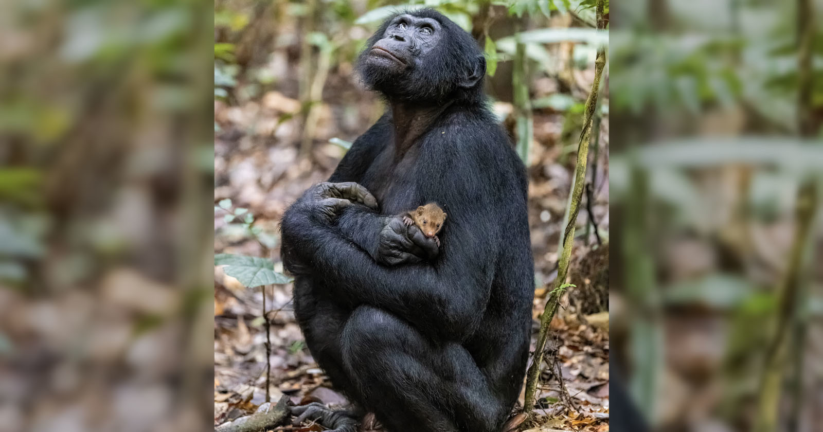  viral photo ape cuddling mongoose may more sinister 