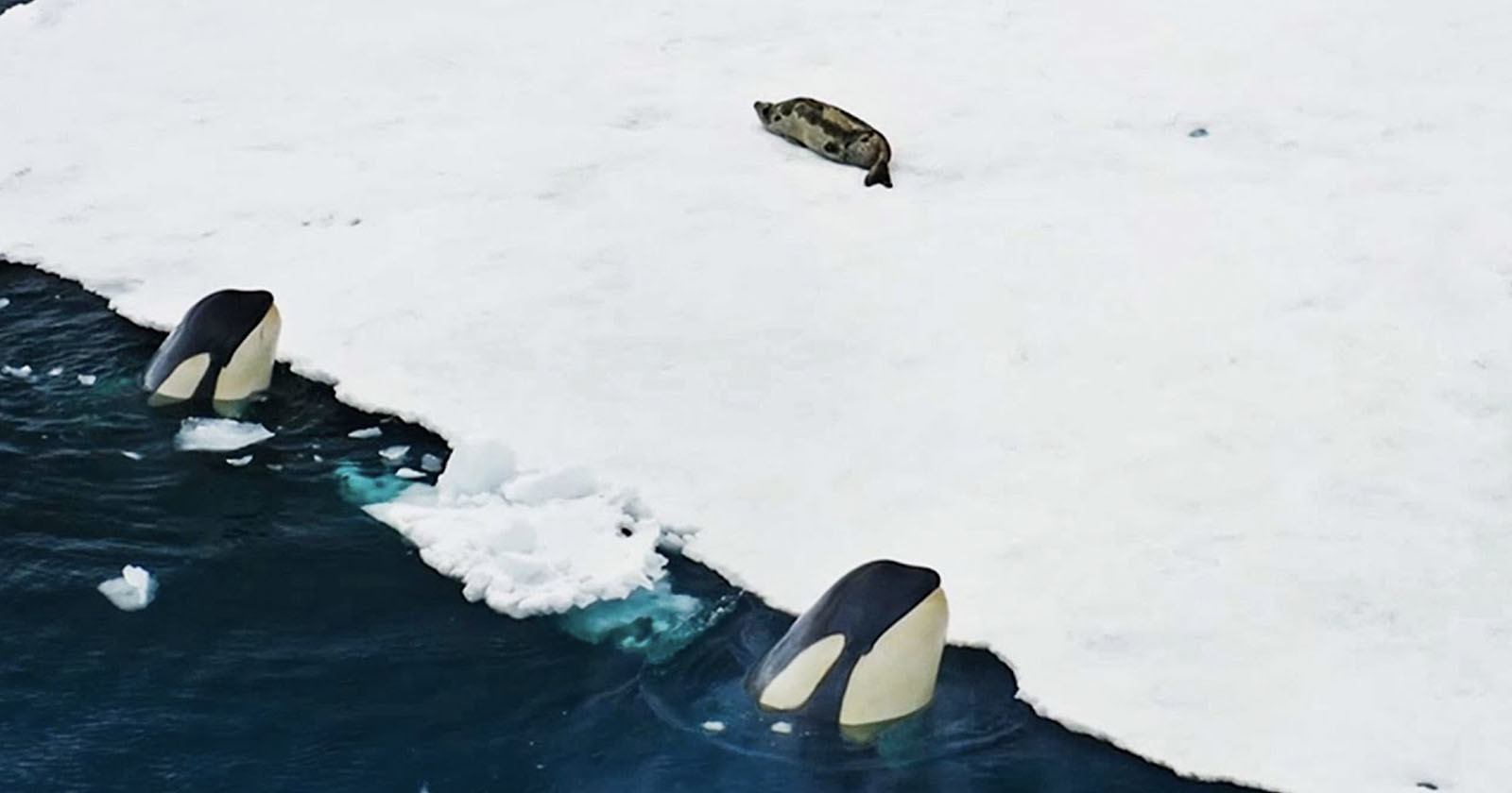 Footage of Orcas Hunting a Seal Shot from a Drone for the First Time