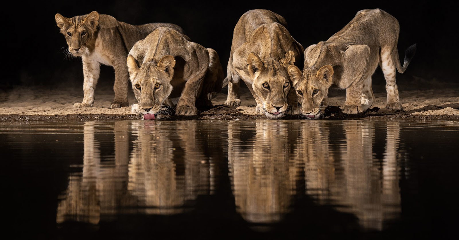  photographer builds african watering hole capture amazing photos 
