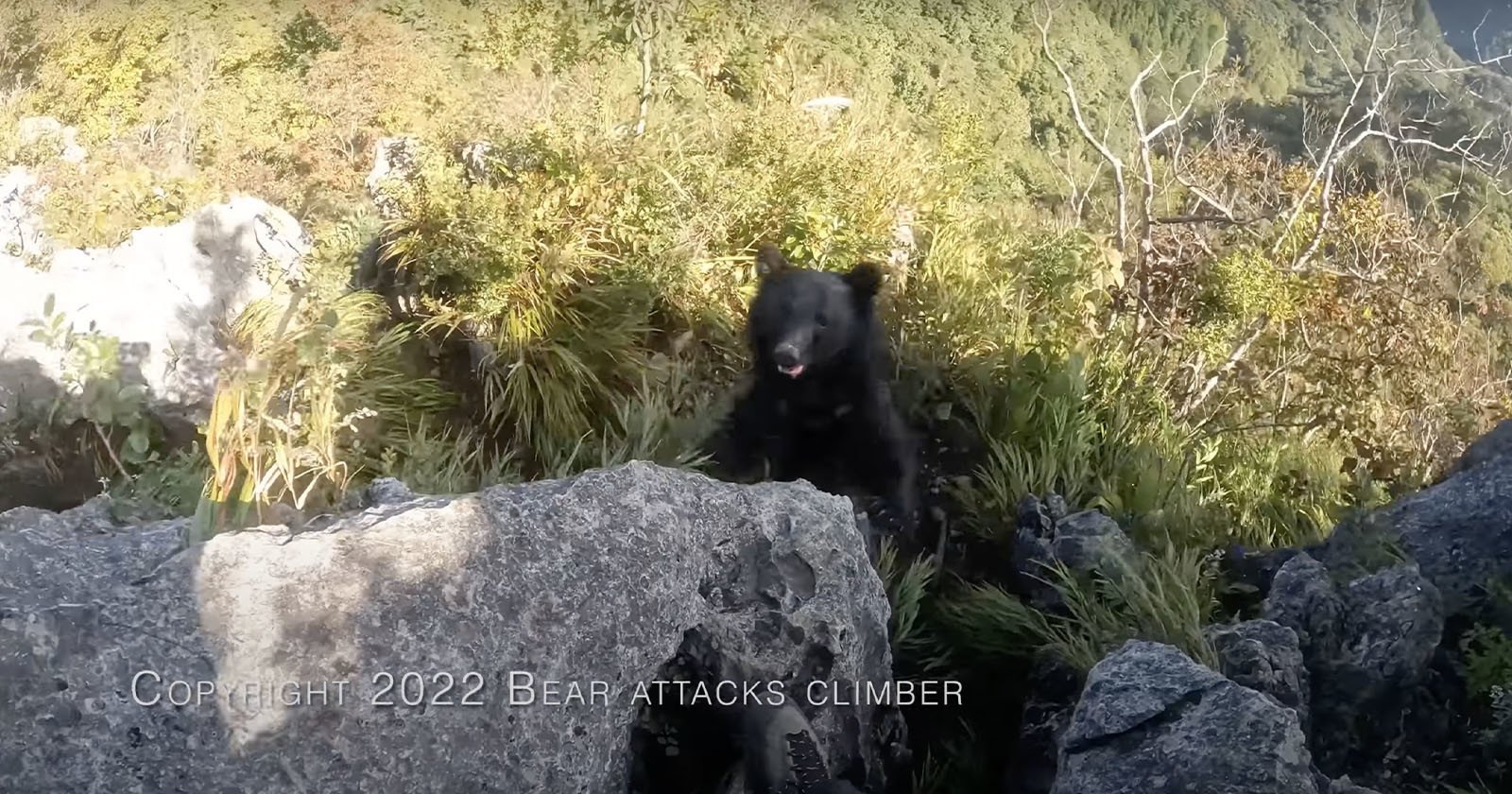  rock climber captures terrifying pov footage bear attacking 