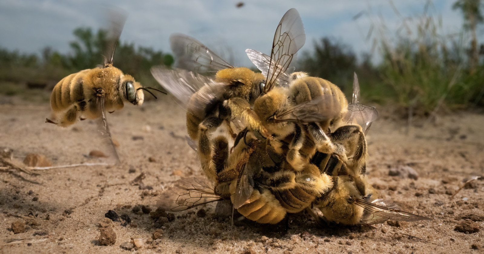 Buzzing Ball of Cactus Bees Wins Wildlife Photographer of the Year
