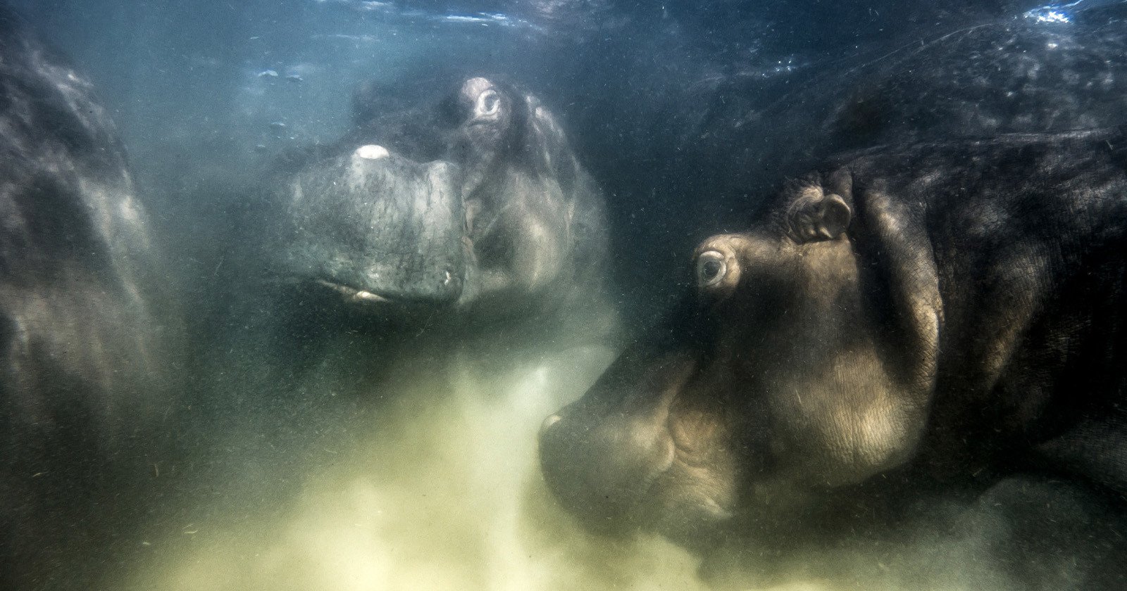 Underwater Photo of Hippos Wins European Wildlife Photographer of the Year