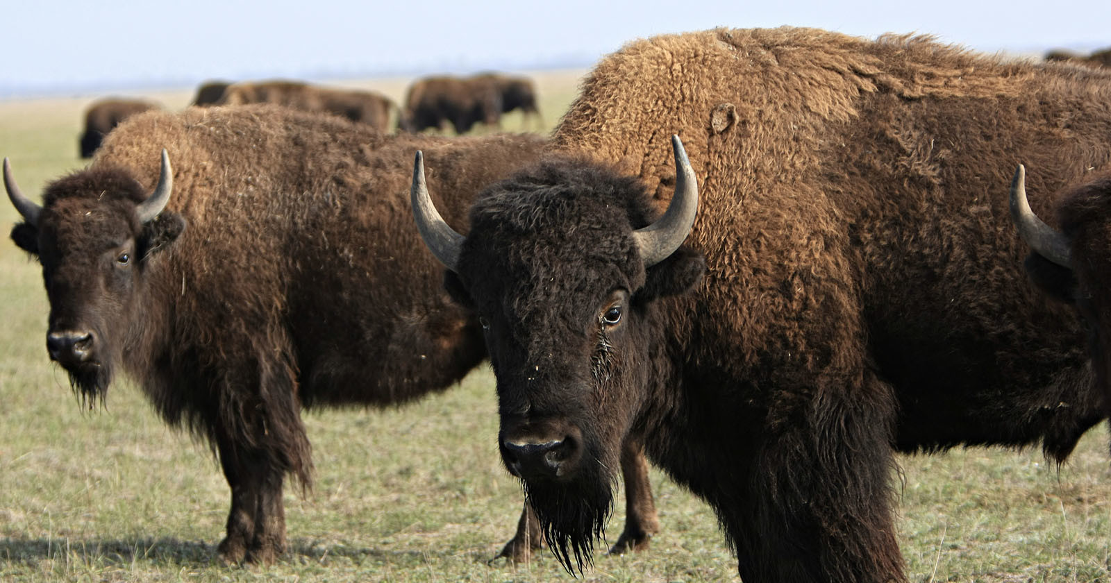 Photographer Charged by Buffalo After Getting Too Close
