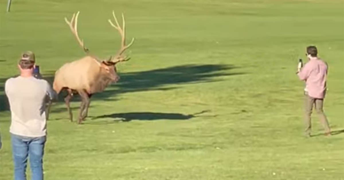  elk charges photographer colorado park during mating season 