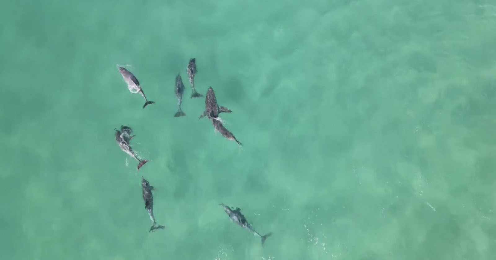 Drone Footage Captures Angry Pod of Dolphins Confronting Great White