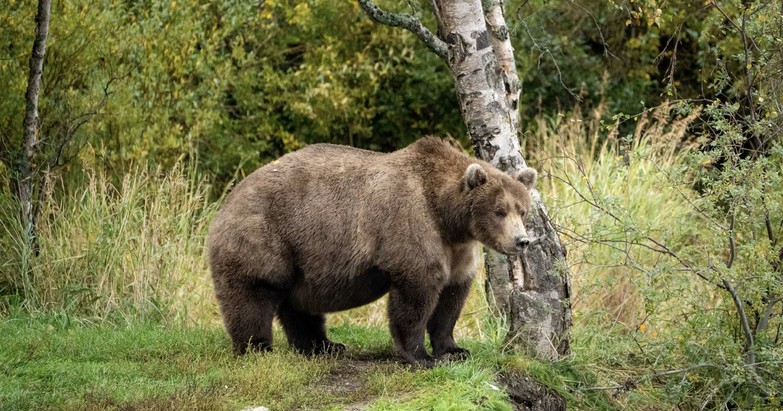 Fat Bear Week Celebrates Brown Bears with Photos of Their Growing Girth