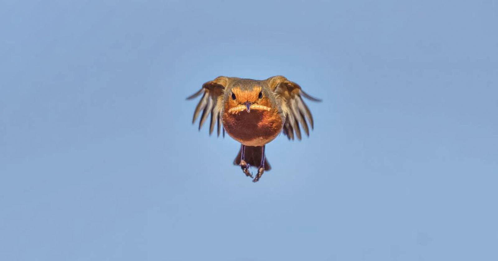 Photographer Captures Robin in Flight with a Mealworm Mustache