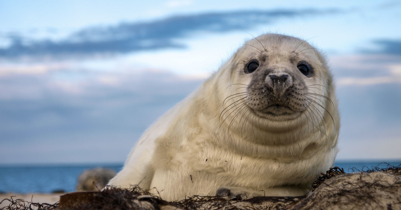  tourists accidentally kill seal pup after trying take 