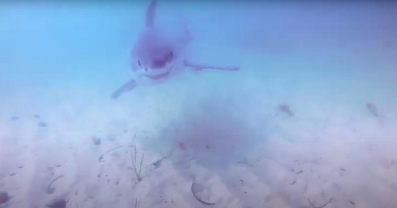 Footage Reveals That Great White Was Stalking Unaware Ocean Photographer