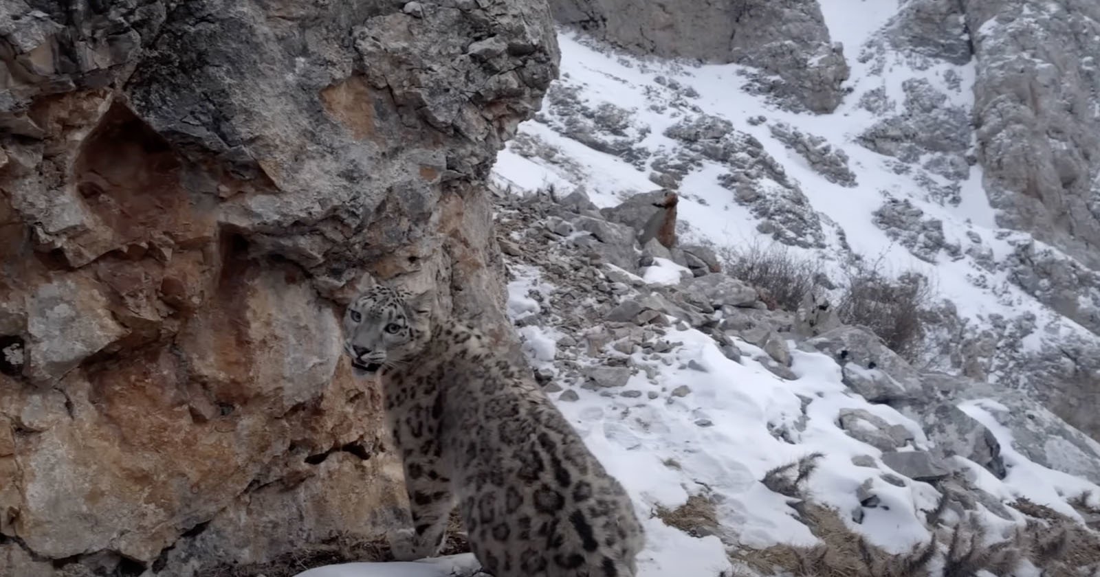 BBCs Struggle to Film a Snow Leopard Among Cat-Colored Rocks