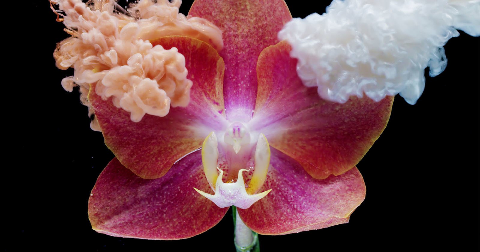  gorgeous timelapse flowers insects took six months 