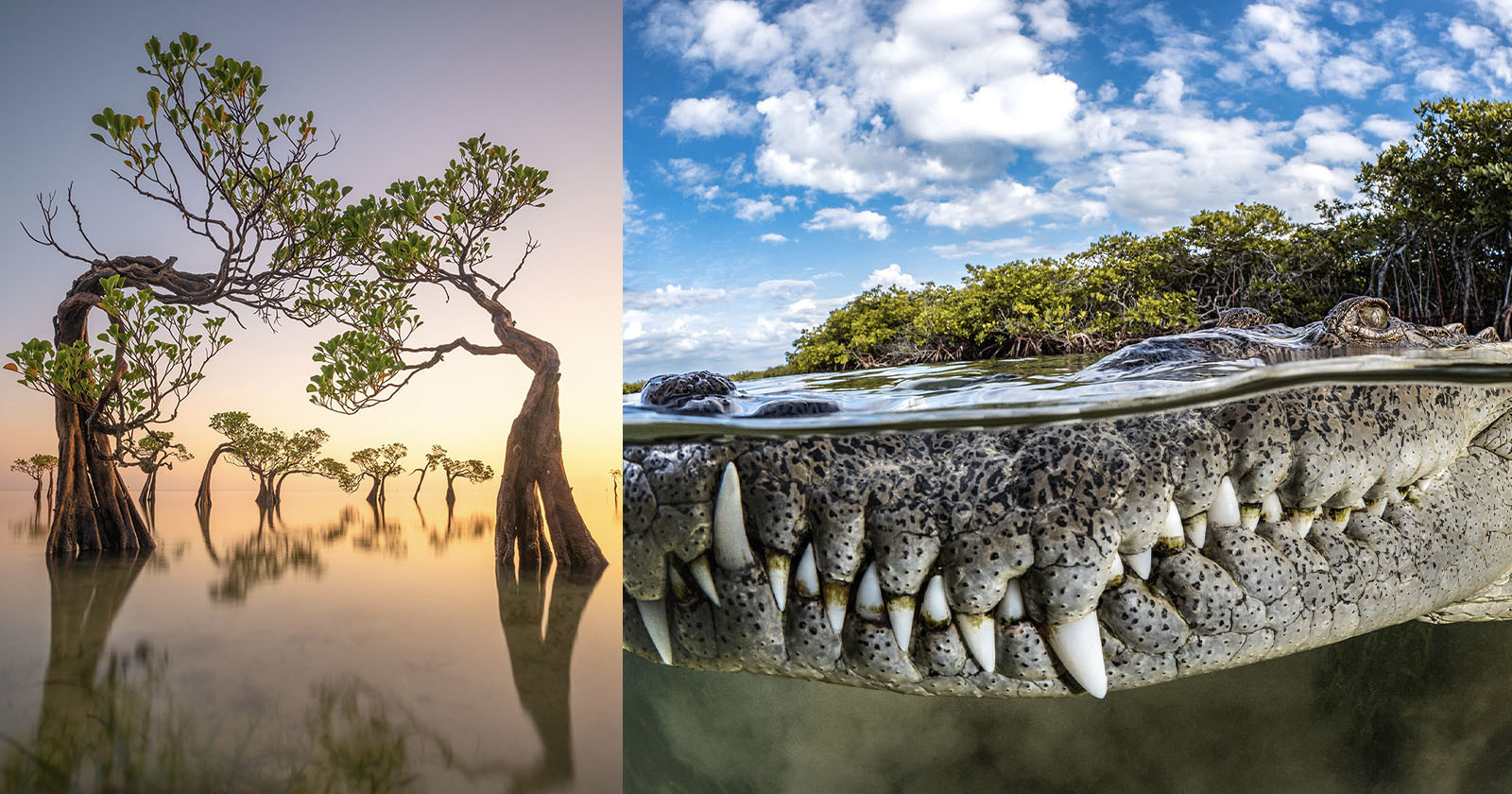  close-up crocodile photo wins 2022 mangrove photography 