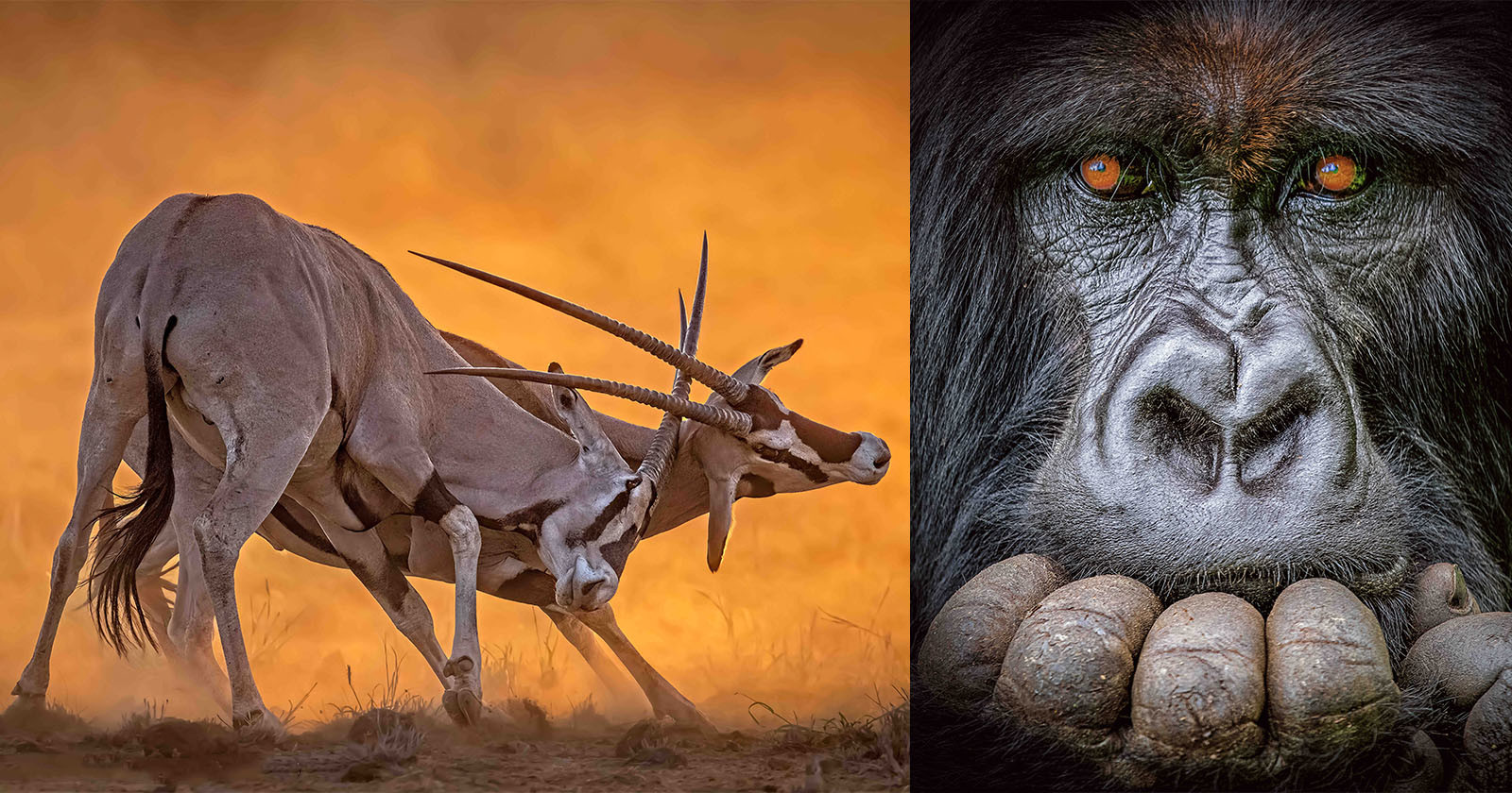  photo pensive gorilla wins african wildlife photography awards 