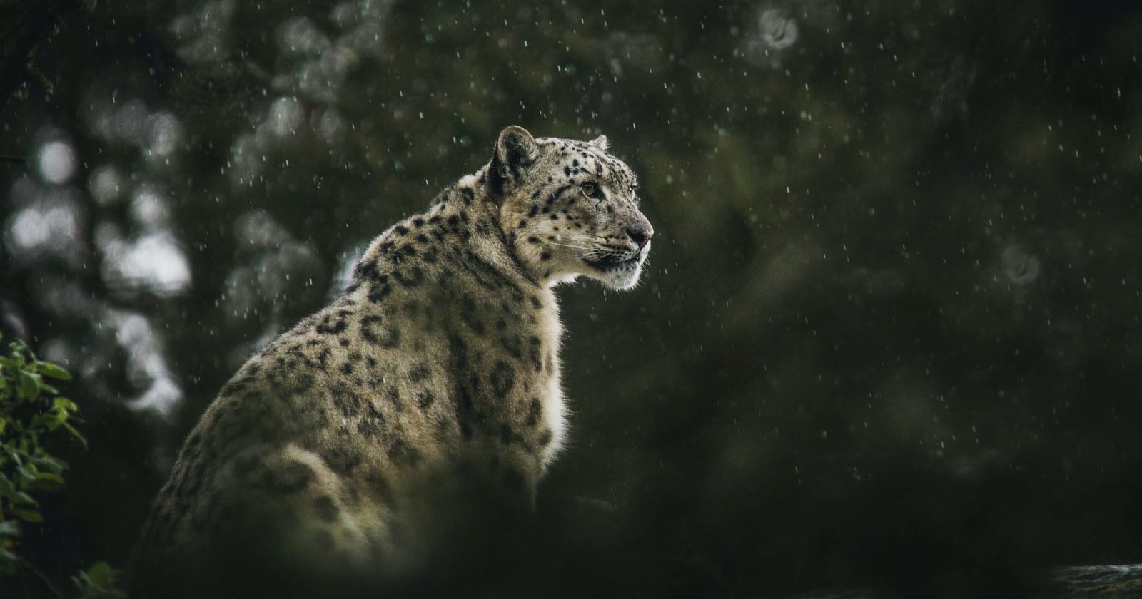  how fake snow leopard photo sparked debate ethics 