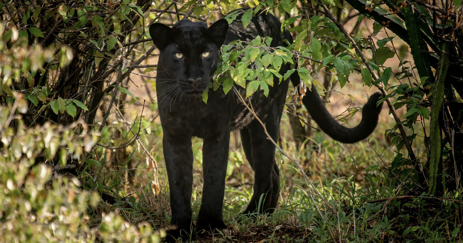  photographer tracks down ultra-rare black panther africa 