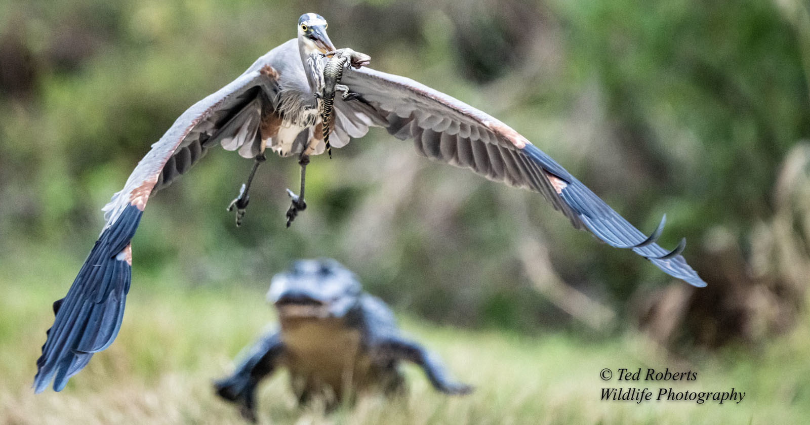 Photographer Captures Bird Stealing Baby Alligator From its Mother
