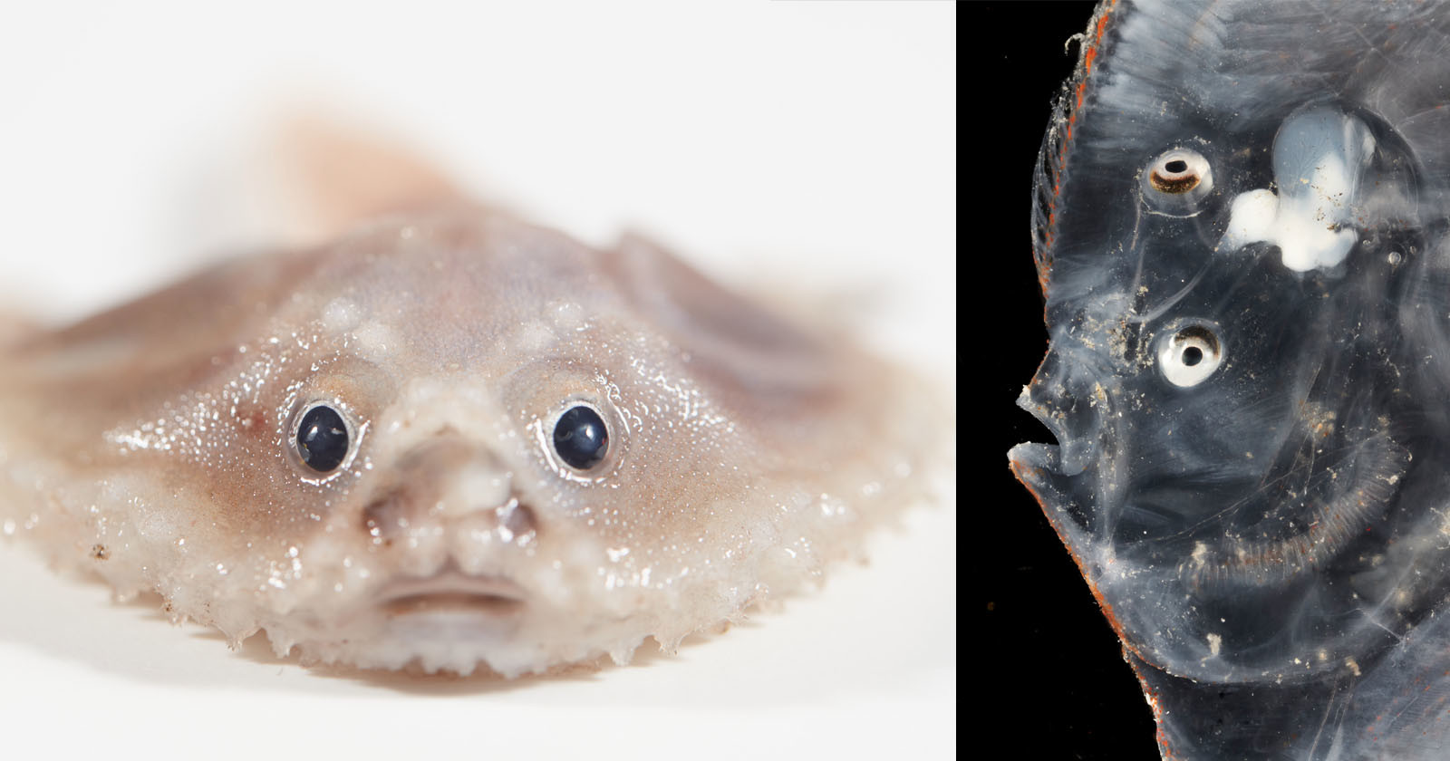 Photos of Newly Discovered Deep-Sea Creatures Living in the Remote Ocean