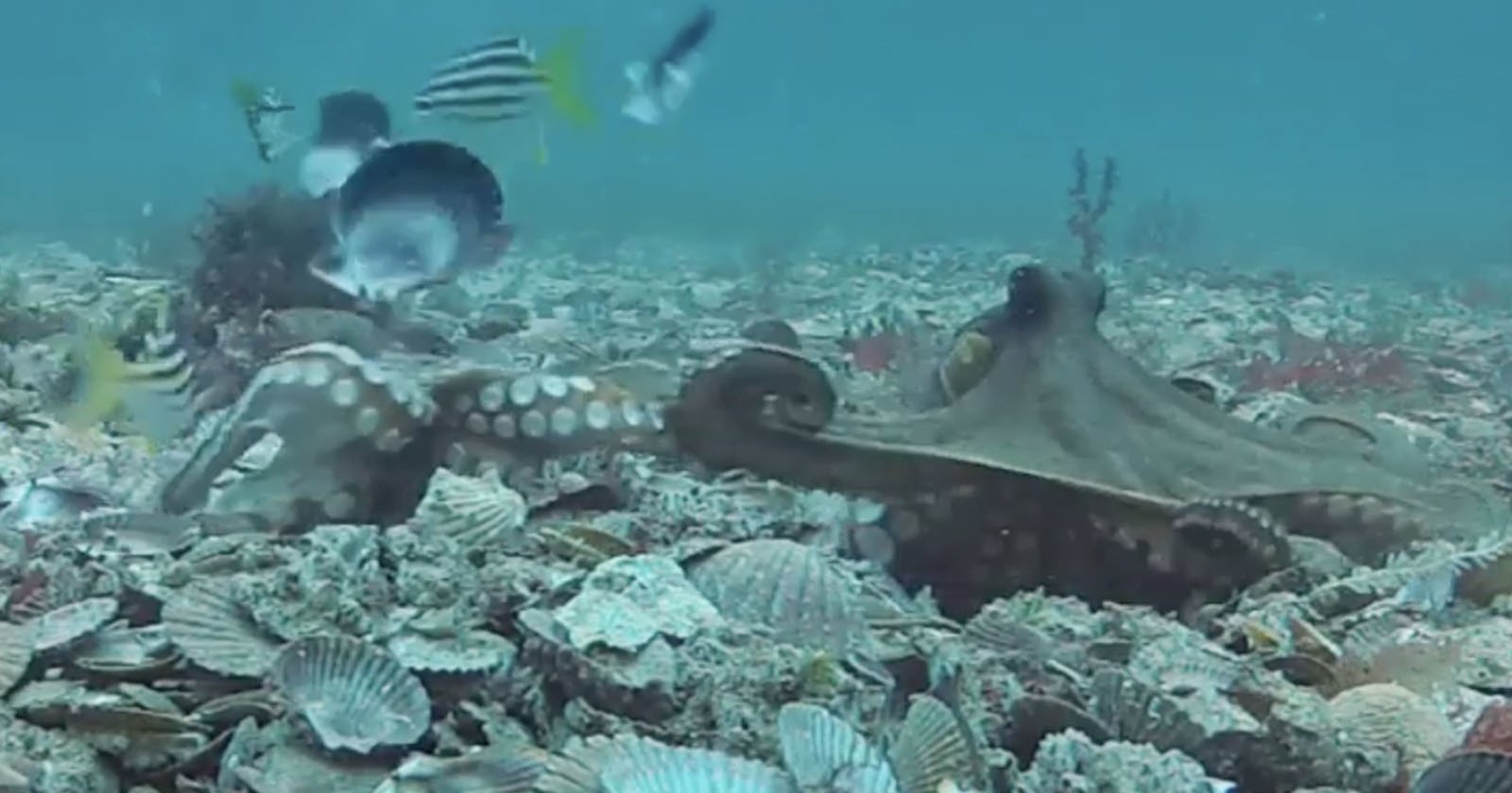  underwater cameras capture octopuses hurling shells each other 