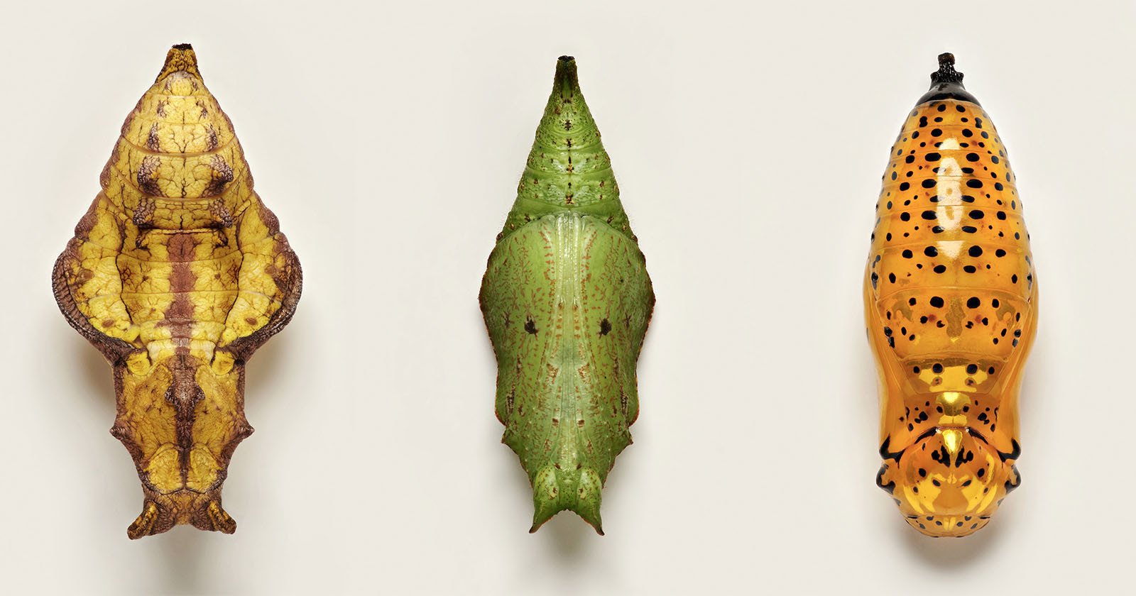Fascinating Macro Photos Look at the Diverse Design of Butterly Pupae