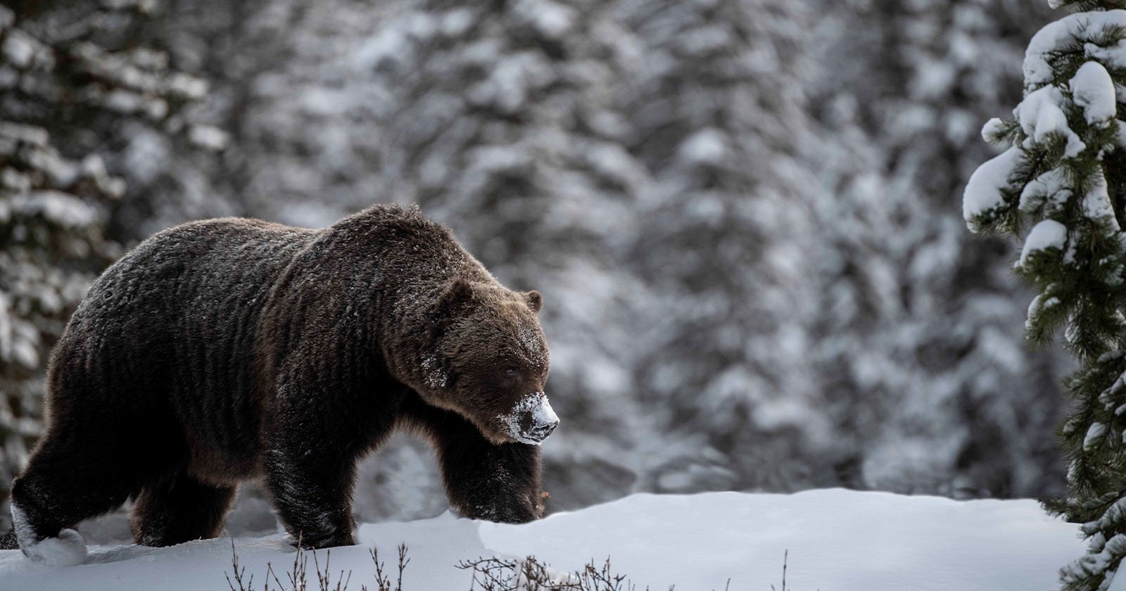  photographer encounter huge grizzly bear known 