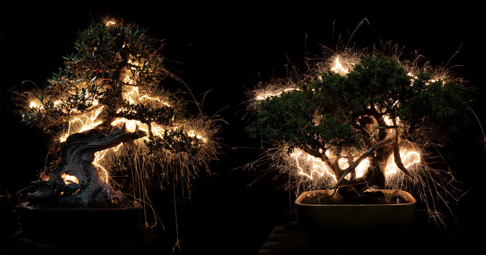 Photographer Light Paints Impermanent Sculptures on Bonsai