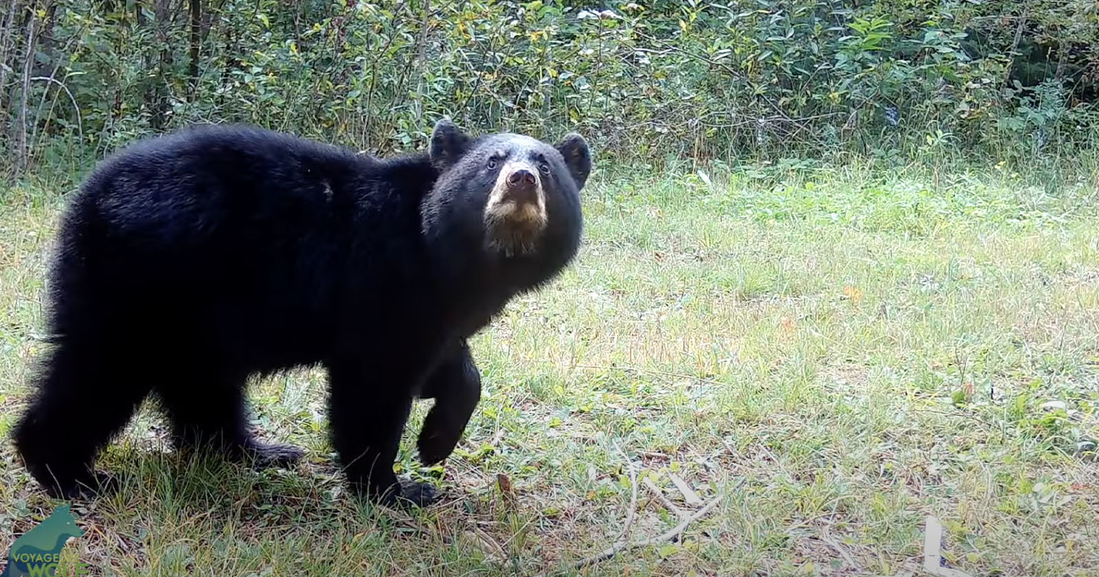  bear cub adjusts trail camera amazing results 