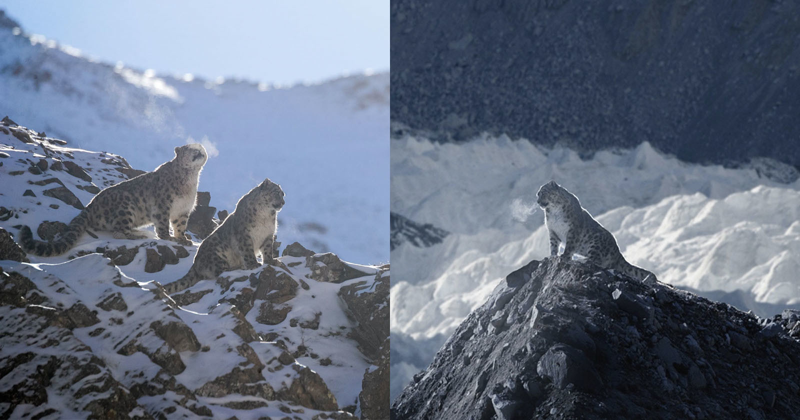 Woman Who Faked Snow Leopard Photos Stole Picture from French Photographer