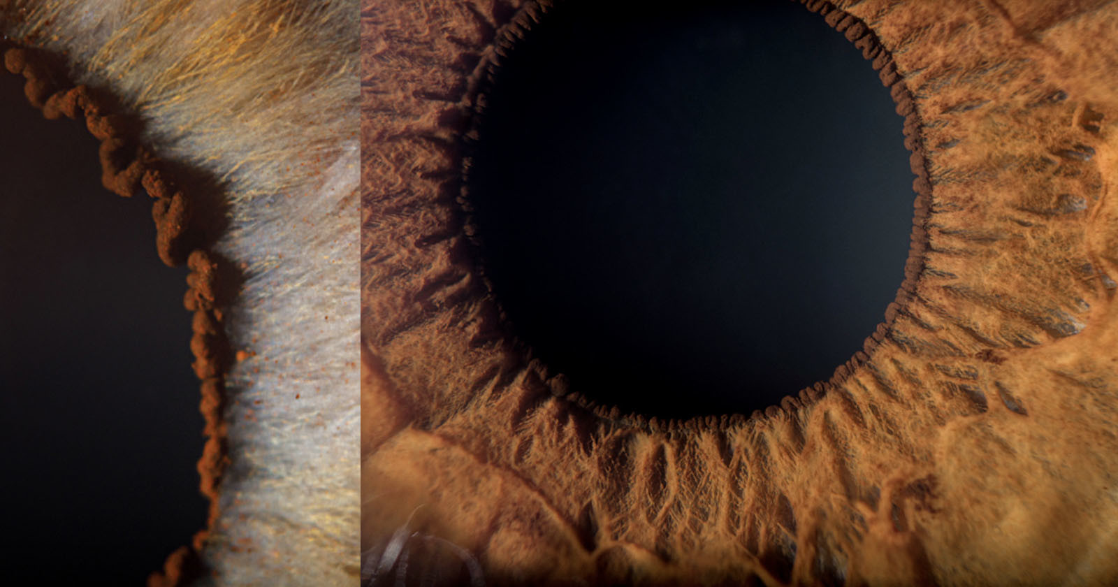  extreme eye photos look like aerial view 