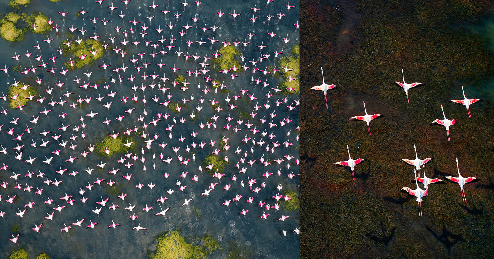  photos annual flamingos festival pulicat lake india 
