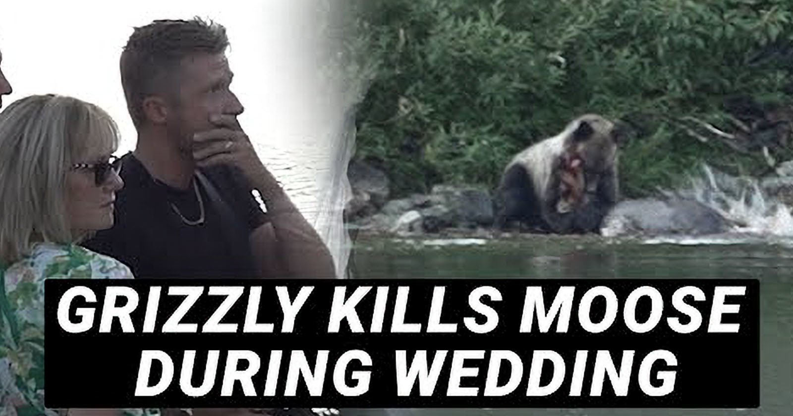 Videographer Films Moment Grizzly Bear Kill Moose During Wedding