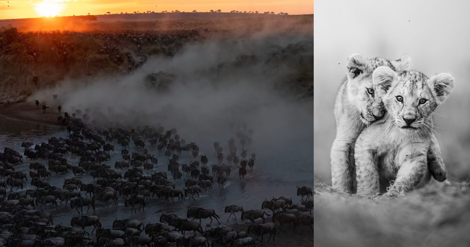 Real Life Lion King: Winners of Maasai Mara Photo Competition Revealed