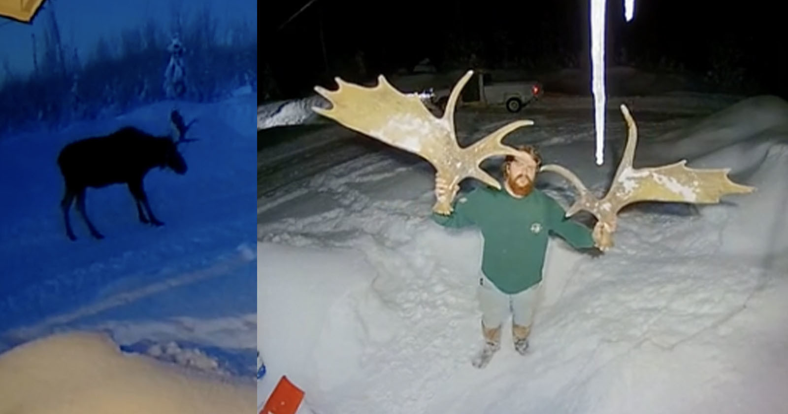Ring Doorbell Camera Captures Rare Moment a Moose Sheds its Antlers