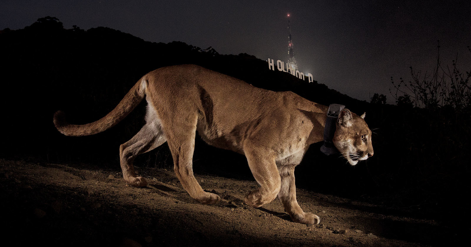  photographer recalls iconic shot euthanized hollywood mountain lion 