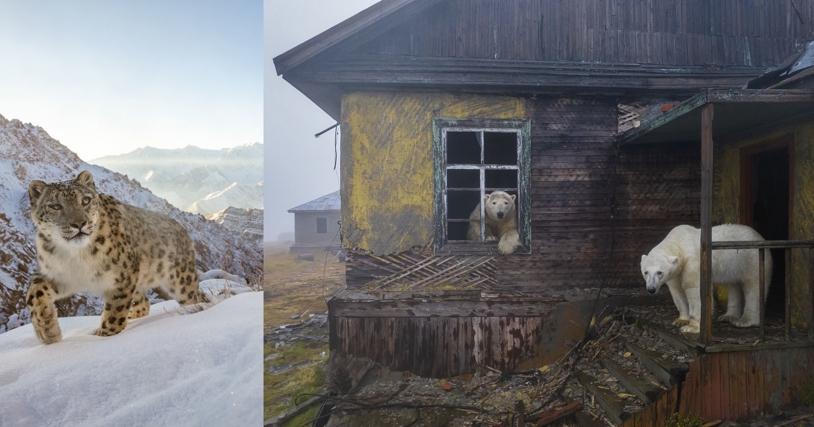  polar bears abandoned village wins nature photographer 