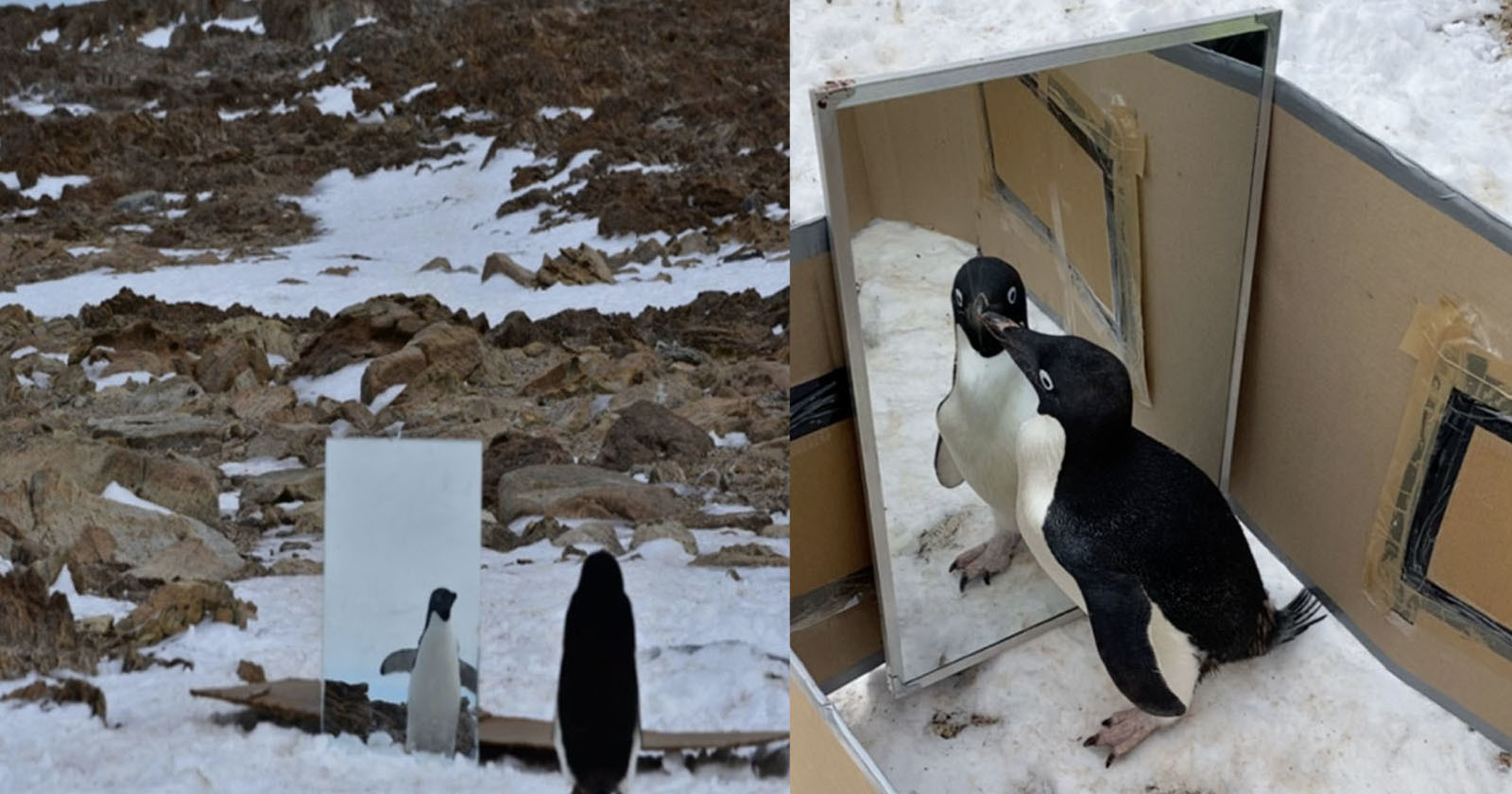  scientists photograph penguins displaying signs self-awareness 