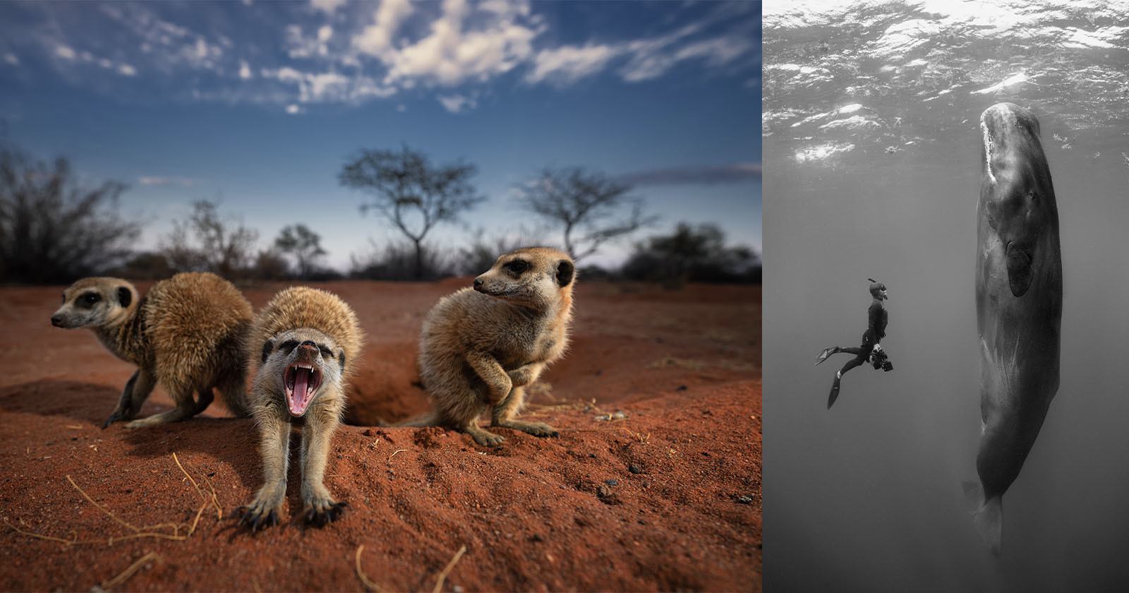 Stunning Nature Photos On Sale to Raise Money for Wildlife Protection