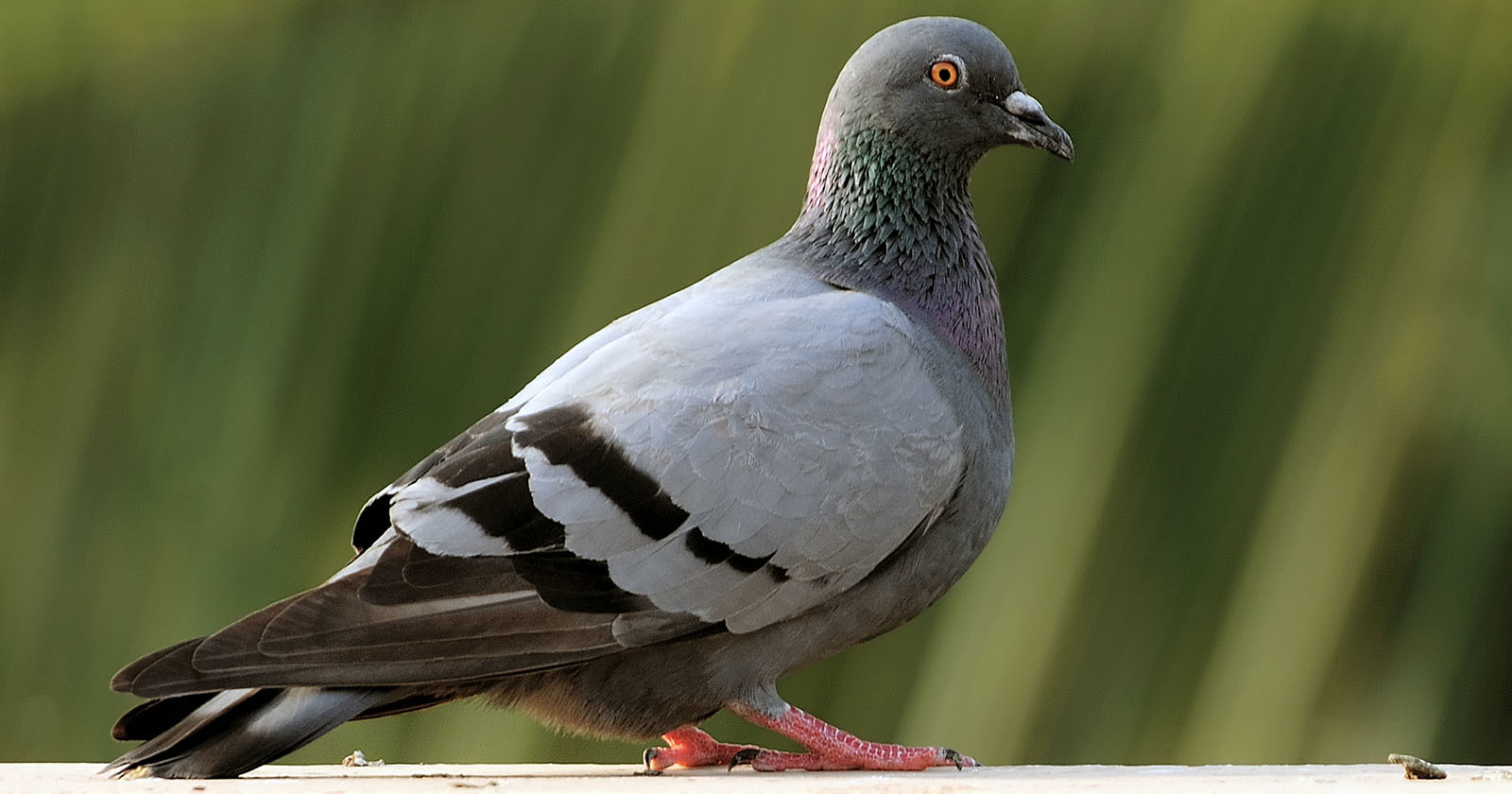 Photographer Wins $1.2 Million After Company Used His Pigeon Photo