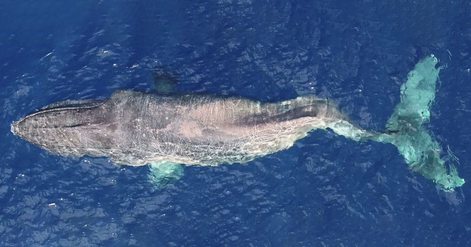  drone documents humpback whale tragic journey broken 