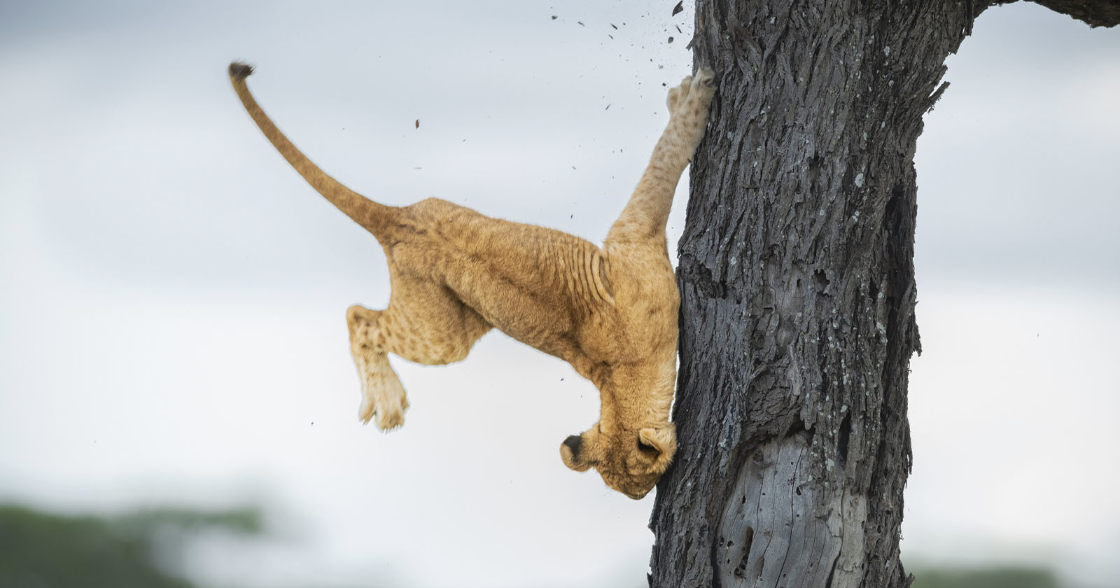  clumsy lion cub tree mishap wins comedy wildlife 