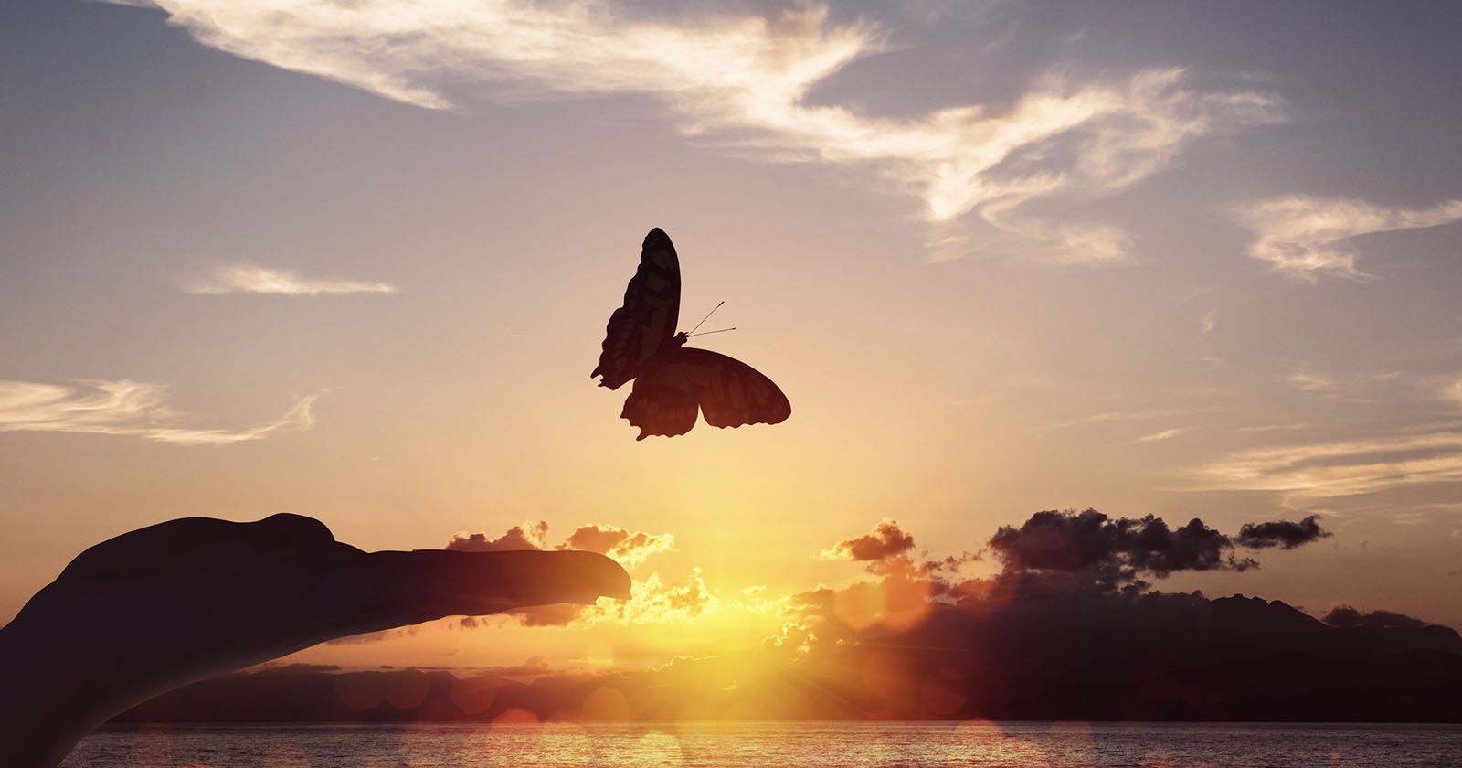 Photographer Recounts Horror Of Botched Wedding Butterfly Release