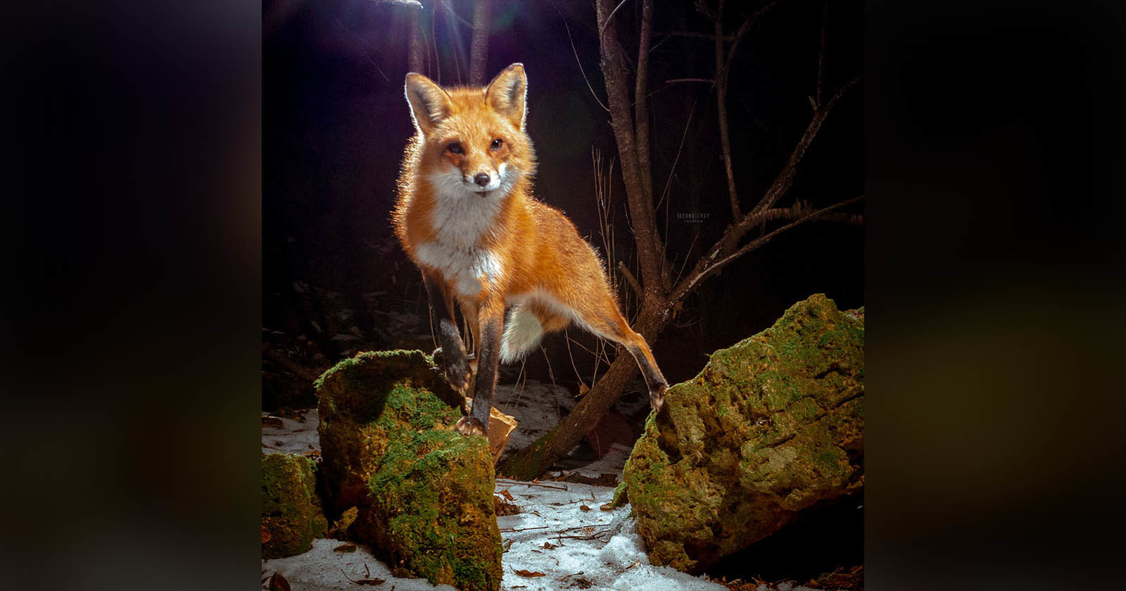  photographer captures stunning fox photos diy camera 