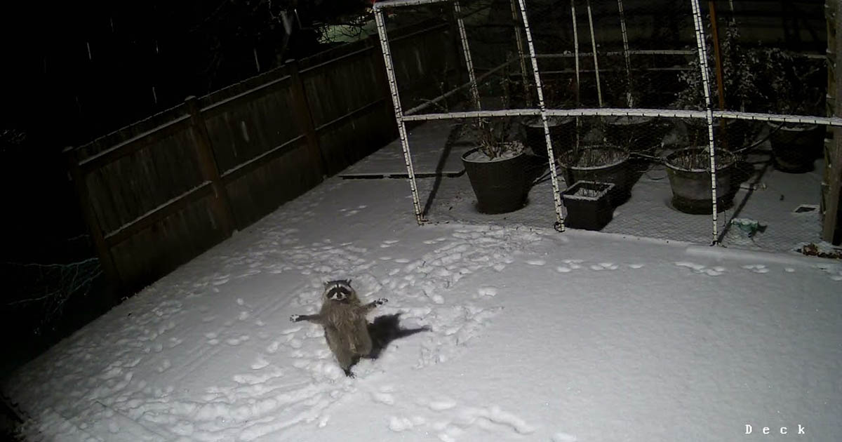  camera catches raccoon adorably trying catch falling snow 