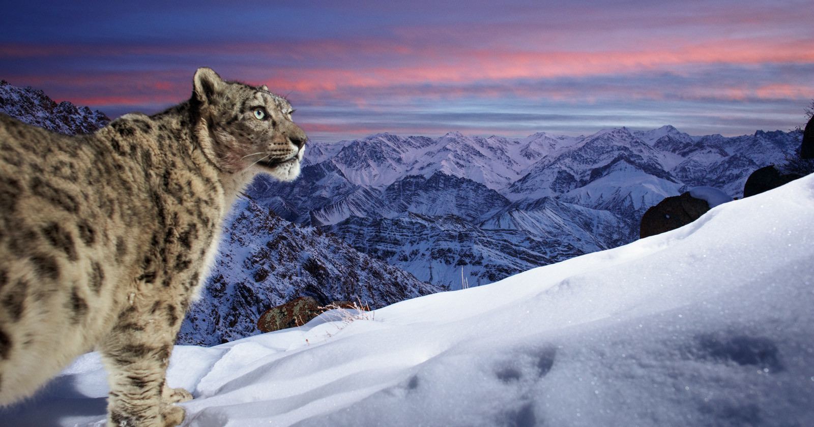 Photo of a Snow Leopard is Your Pick for Wildlife Photographer of the Year