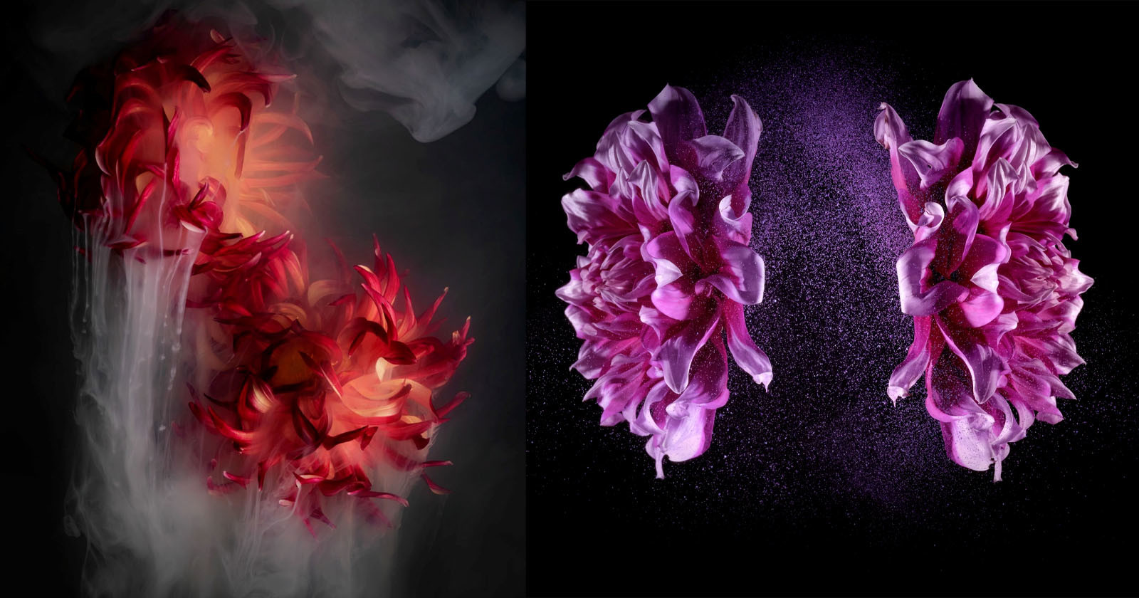 Flower Portrait Series is a Modern Take on an Ancient Japanese Art